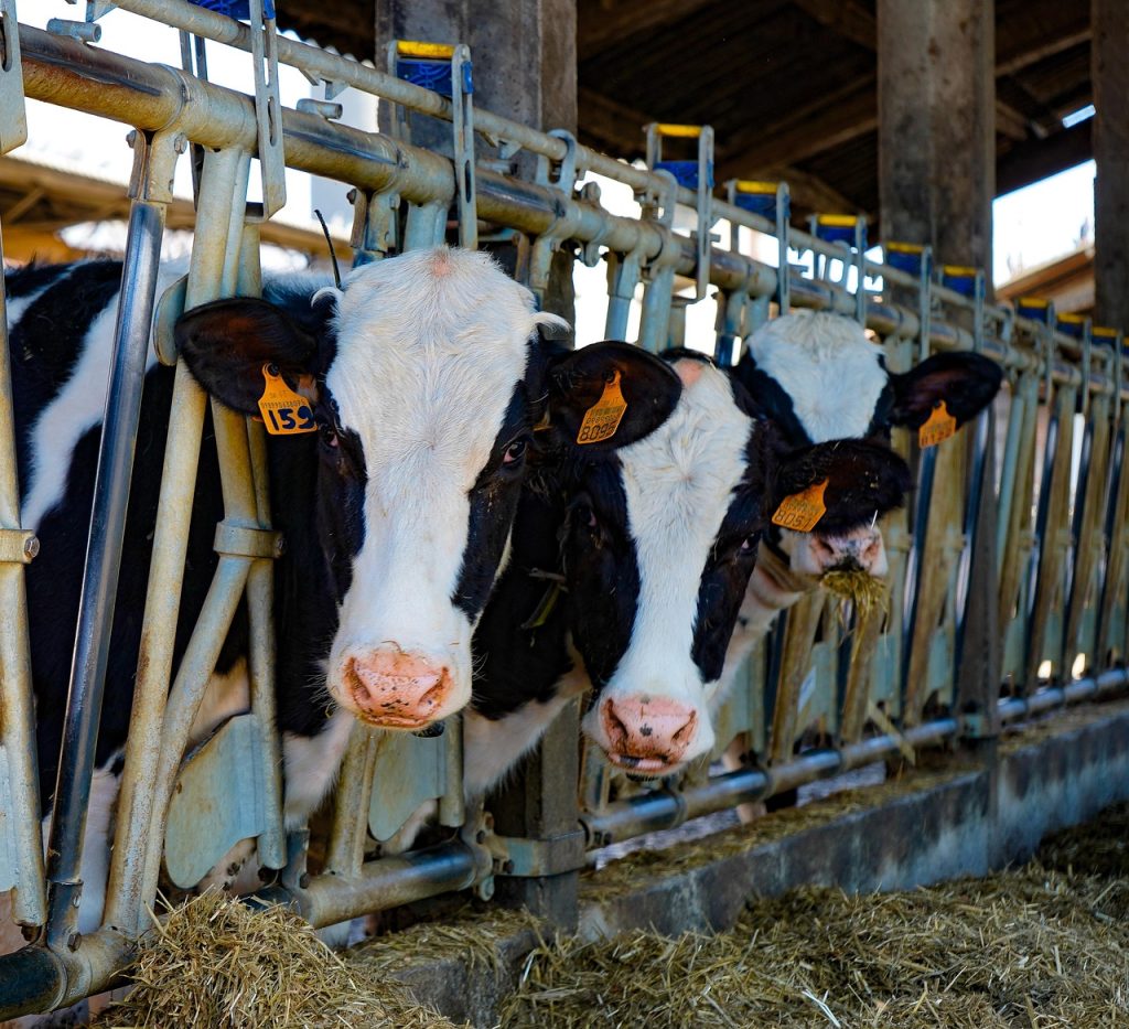 cows 4017977 1280